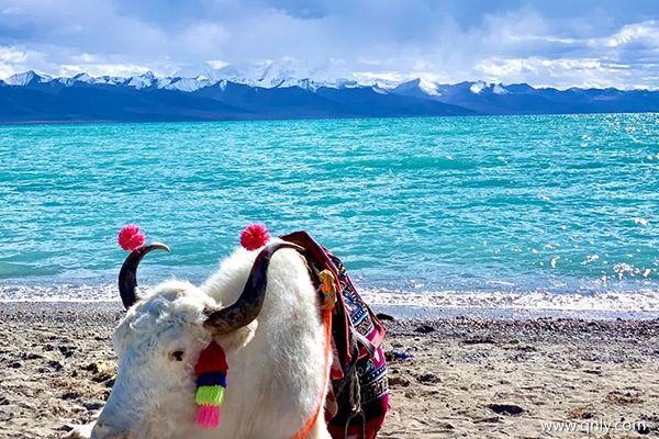 成都去西藏旅游的费用?